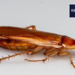 can cockroaches live in your pp