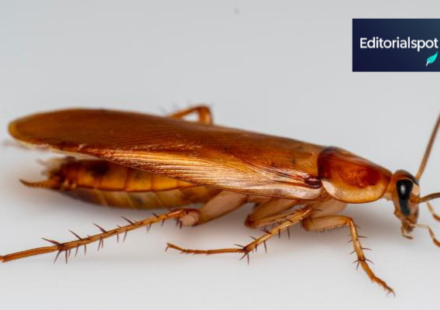 can cockroaches live in your pp