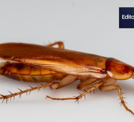 can cockroaches live in your pp