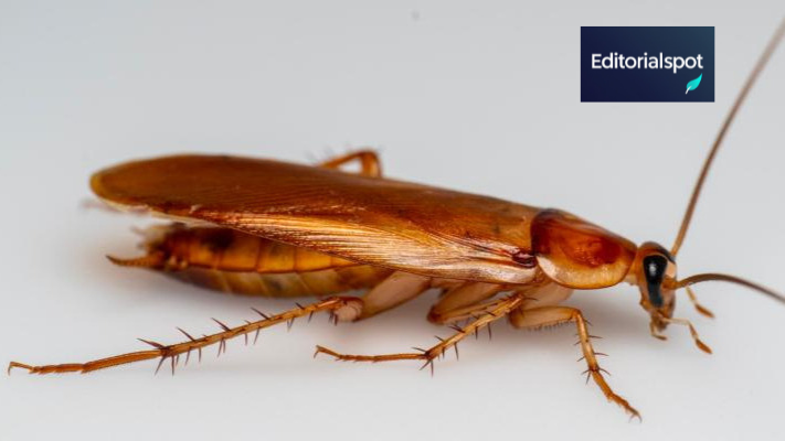 can cockroaches live in your pp