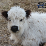 mini highland cow