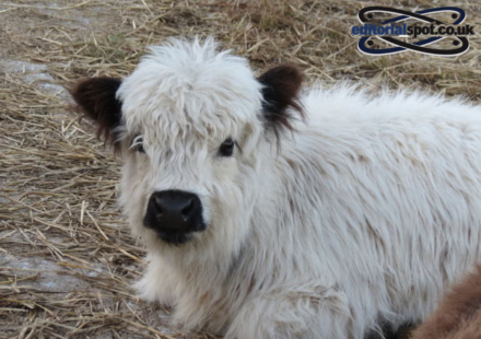 mini highland cow