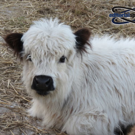 mini highland cow
