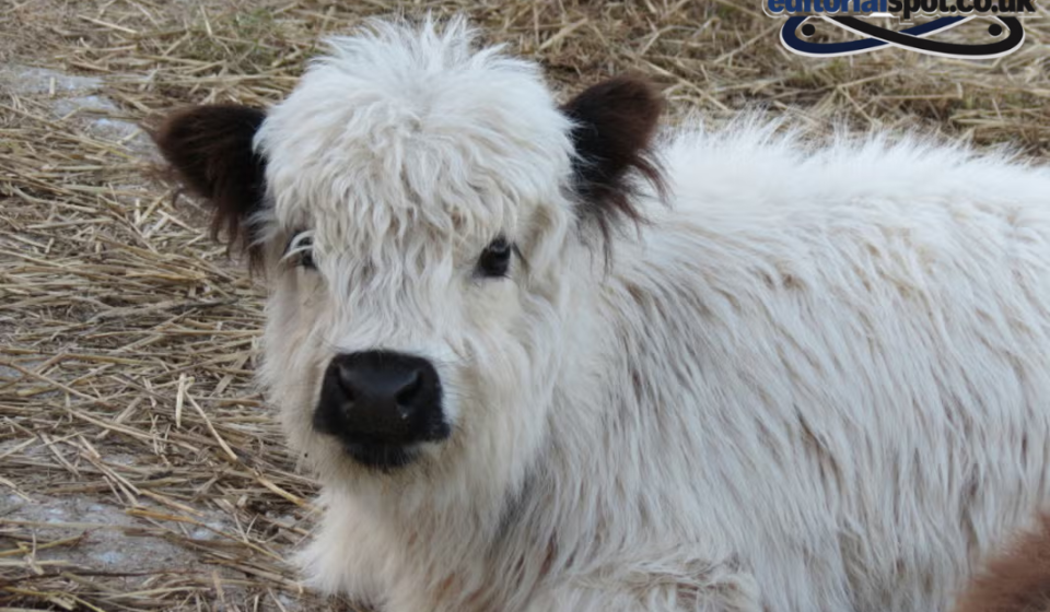 mini highland cow